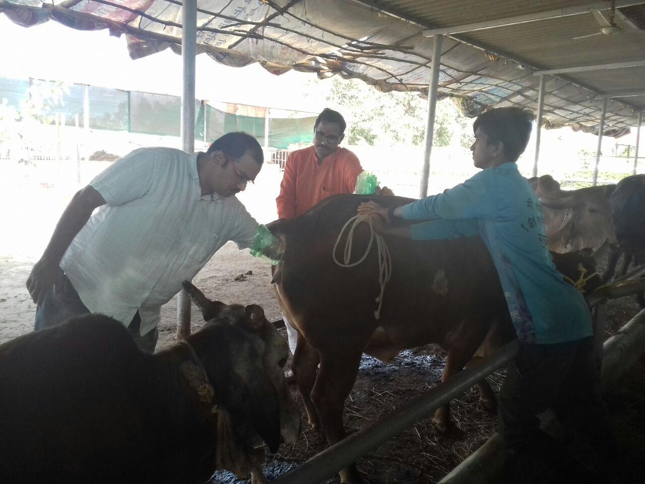 Infertility Management At Farm